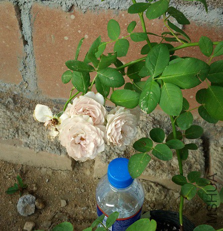 IMG_20150727_184057.jpg
