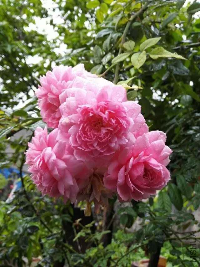 psb (9).jpg