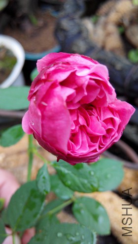 ɯʿ����2000 (2).jpg