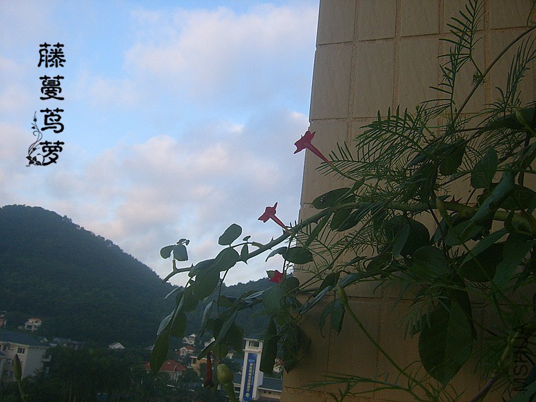 SUC50194_����.jpg