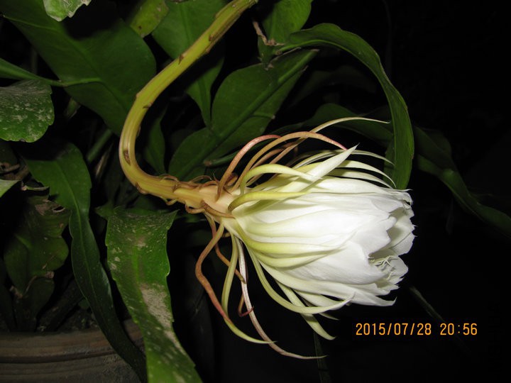 IMG_2132.JPG