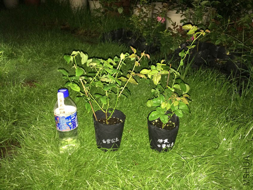 ��ܽ��ѩ����