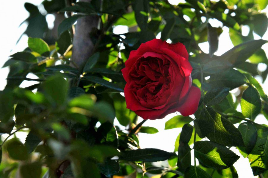 DSC_4281_����.jpg