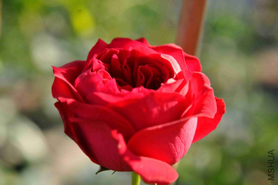 DSC_4276_����.jpg