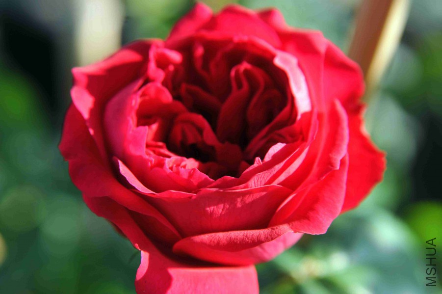 DSC_4278_����.jpg
