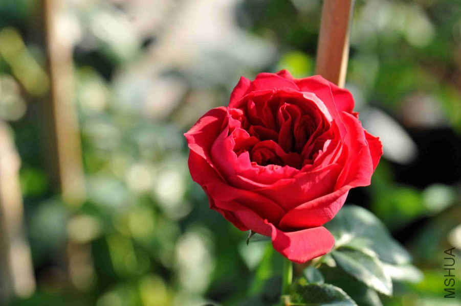 DSC_4279_����.jpg