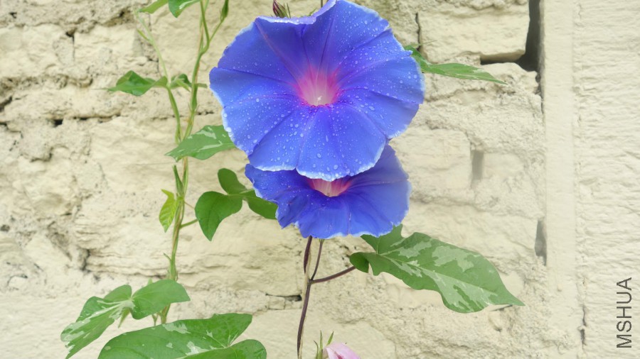 DSC00988_meitu_3.jpg