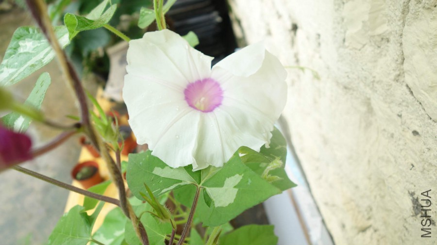 DSC00989_meitu_4.jpg