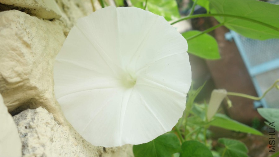 DSC00990_meitu_5.jpg