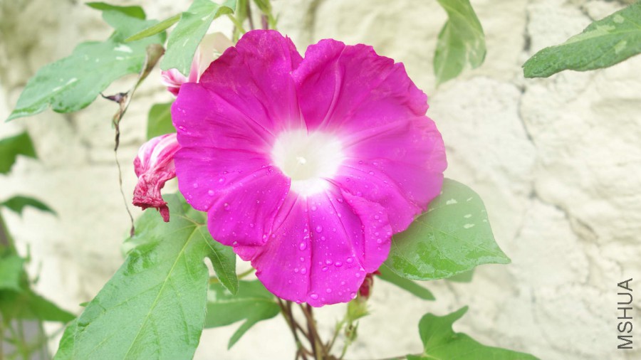 DSC00991_meitu_6.jpg