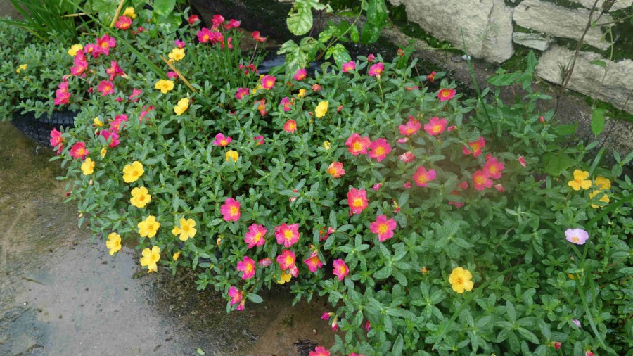DSC00995_meitu_8.jpg