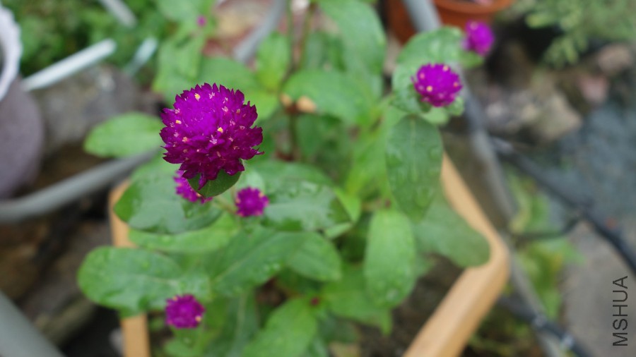 DSC00999_meitu_11.jpg