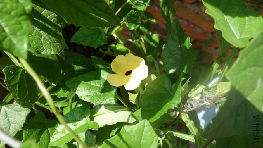 DSC01006_meitu_12.jpg