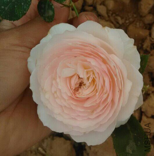 ���ͺܱ�׼ ���D�ĺ��