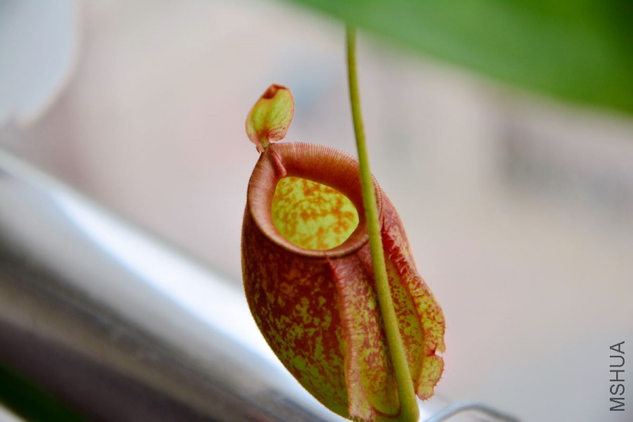 DSC_2853.jpg