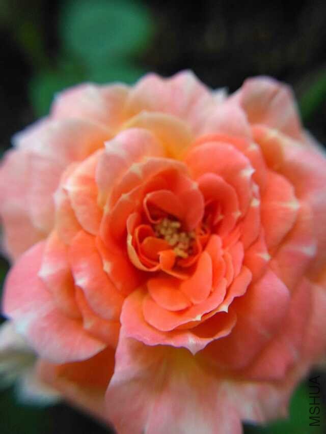 psb (9).jpg