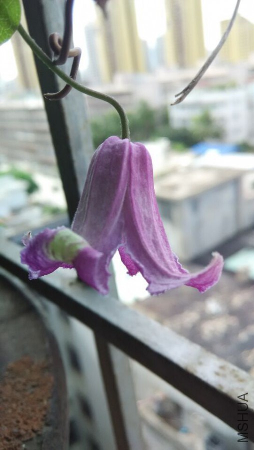 QQͼƬ20150730012439.jpg
