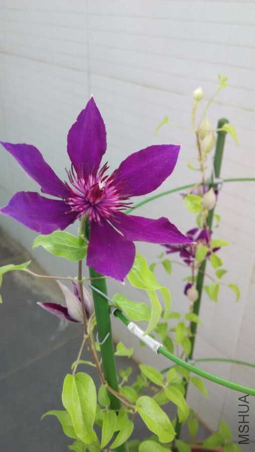 QQͼƬ20150730012456.jpg