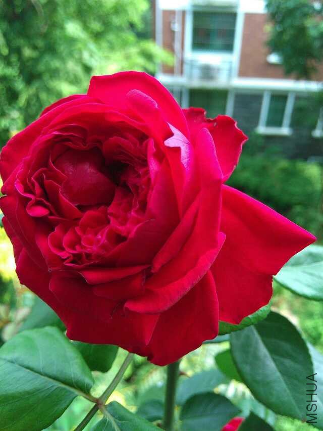 psb (21).jpg