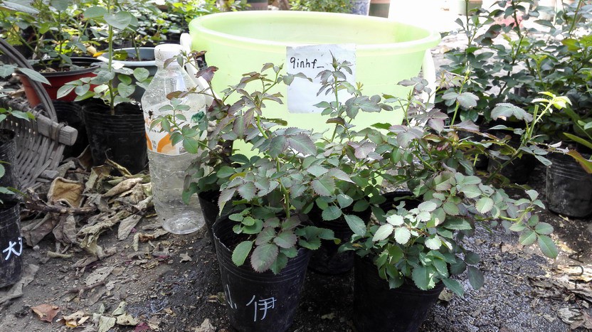 7.30IMG_20150730_100314_������С.jpg