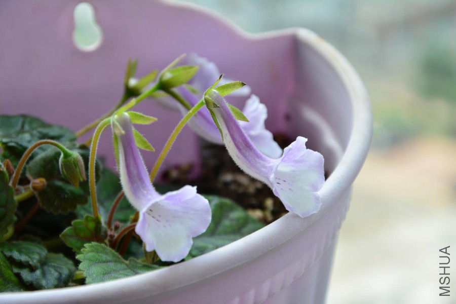 DSC_2833.jpg