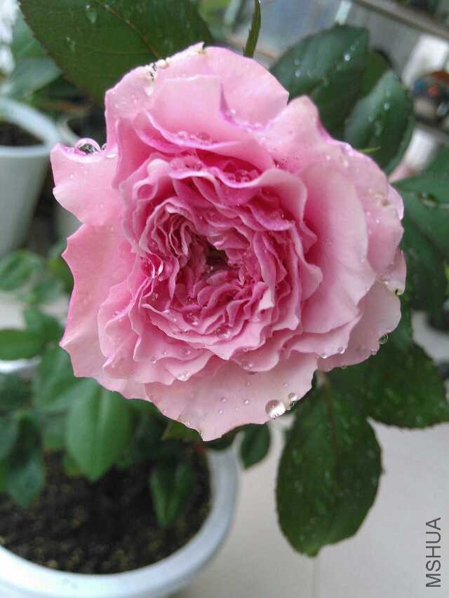 psb (28).jpg
