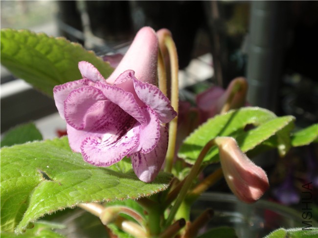 P7300004.JPG