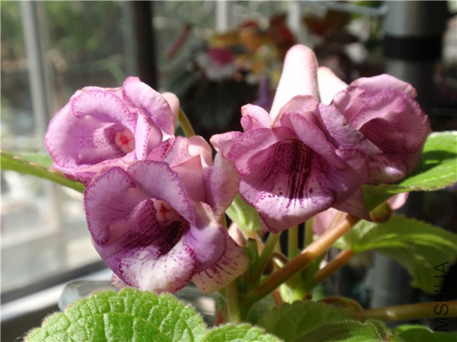 P7300005.JPG