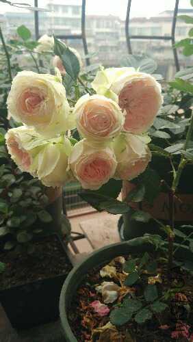 IMG_20150428_100142.jpg