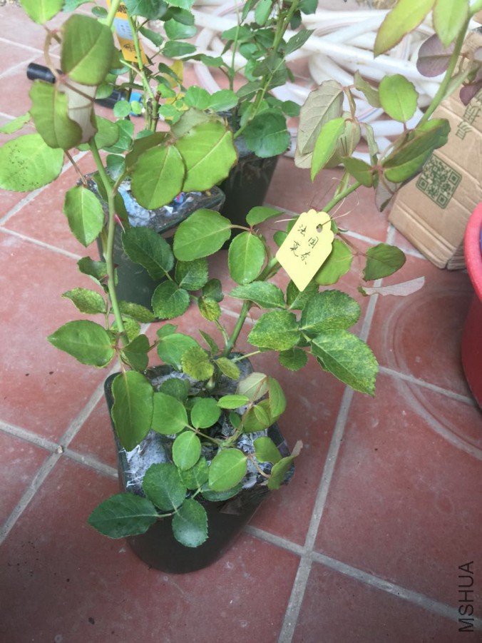 20150524-1.jpg
