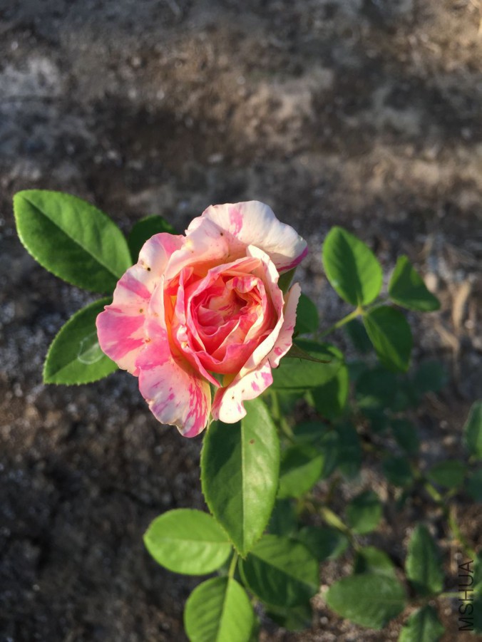 20150701-1.jpg