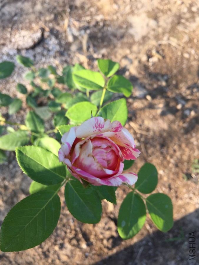 20150701-2.jpg