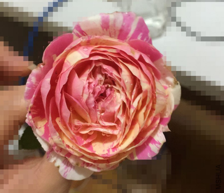 20150702-2.jpg