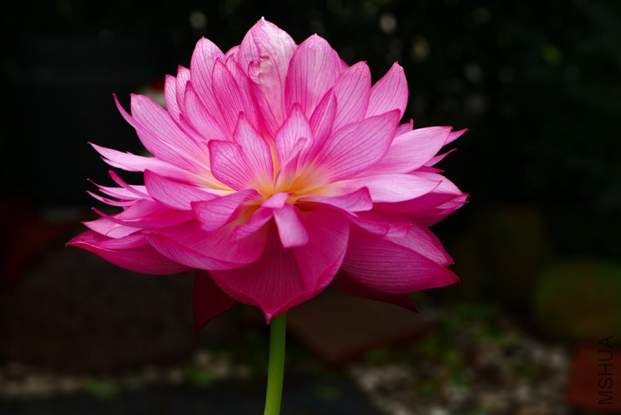 L1130034 15-07-21.jpg