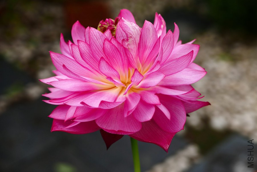 L1130062 15-07-21.jpg