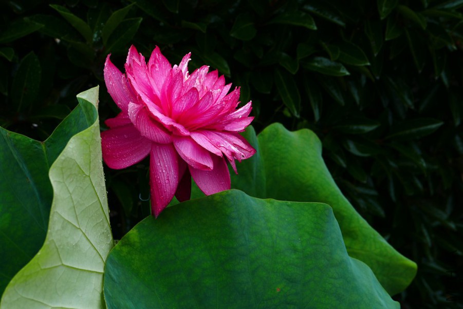 L1100952 15-07-12.jpg