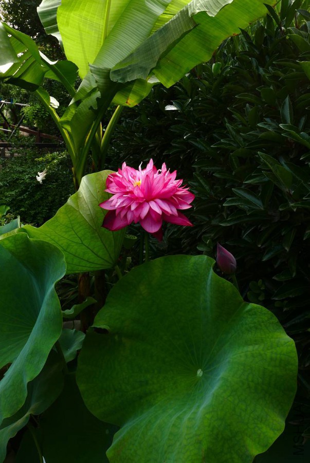 L1120136 15-07-13.jpg