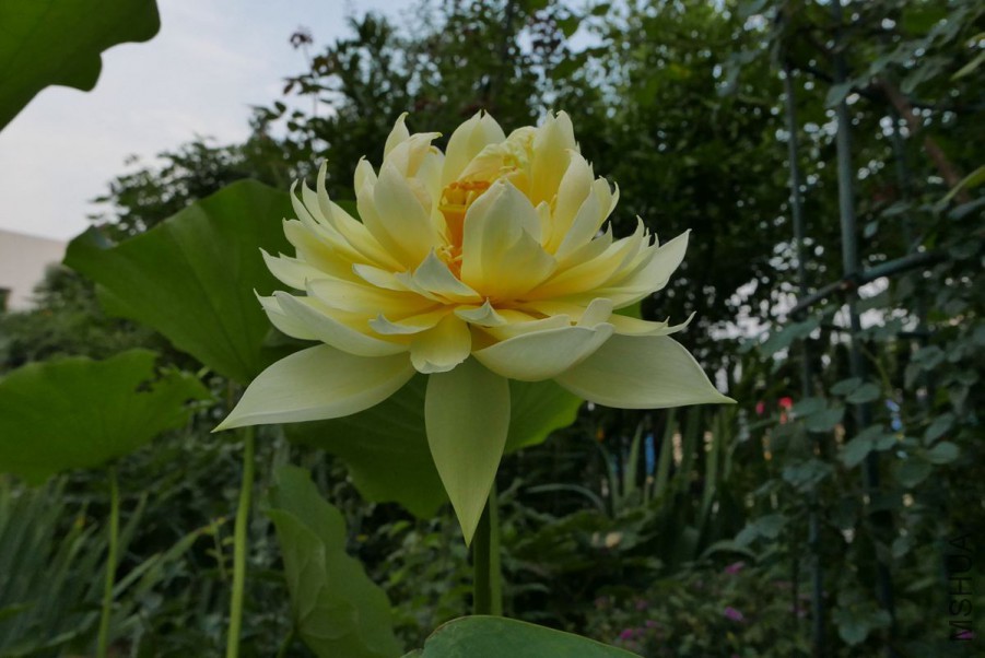 L1050301 15-06-14.jpg