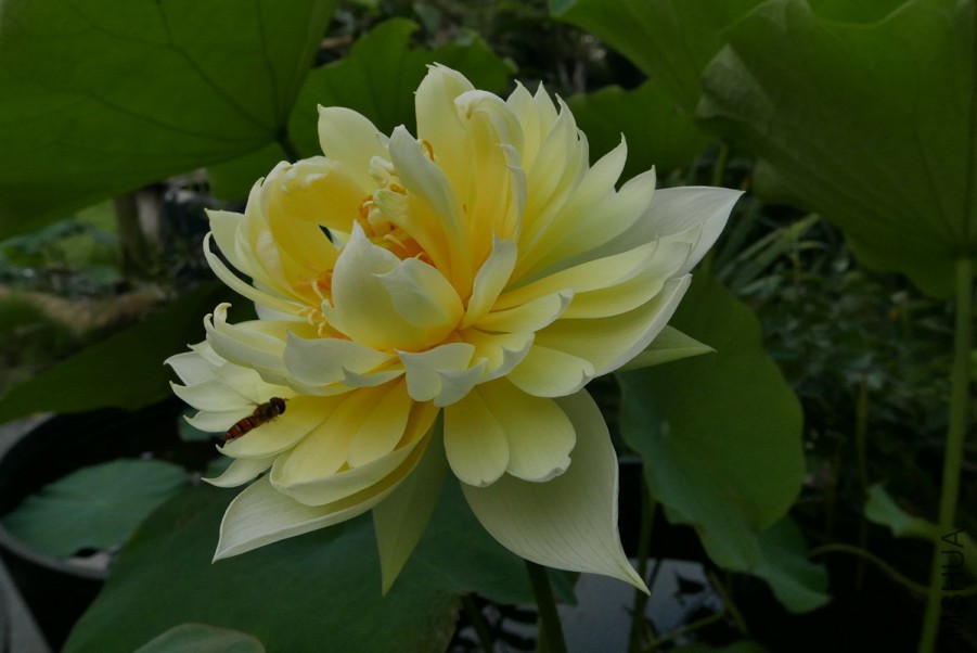 L1050307 15-06-14.jpg