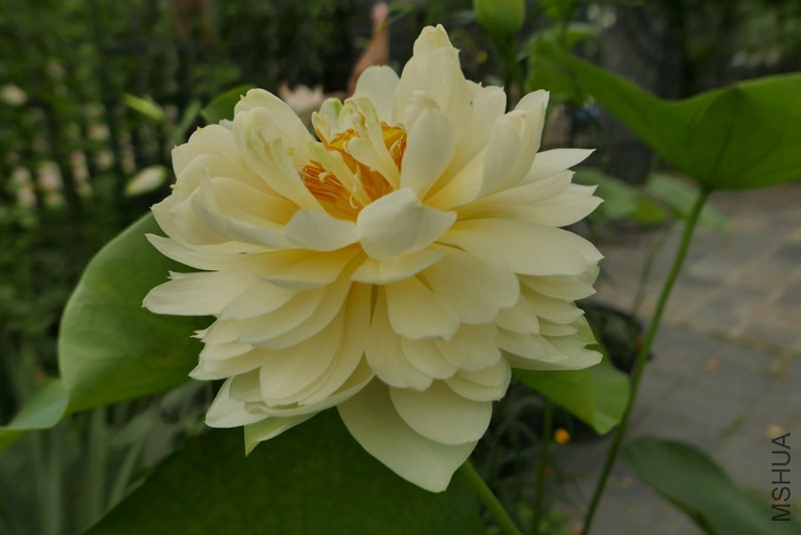 L1060013 15-06-21_����.jpg