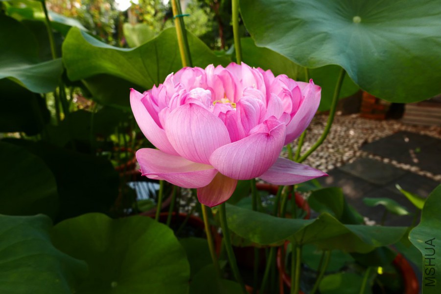 L1150512 15-08-02.jpg