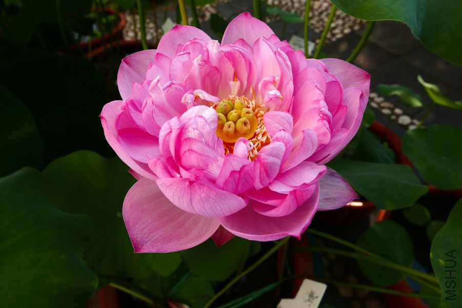 L1150513 15-08-02.jpg