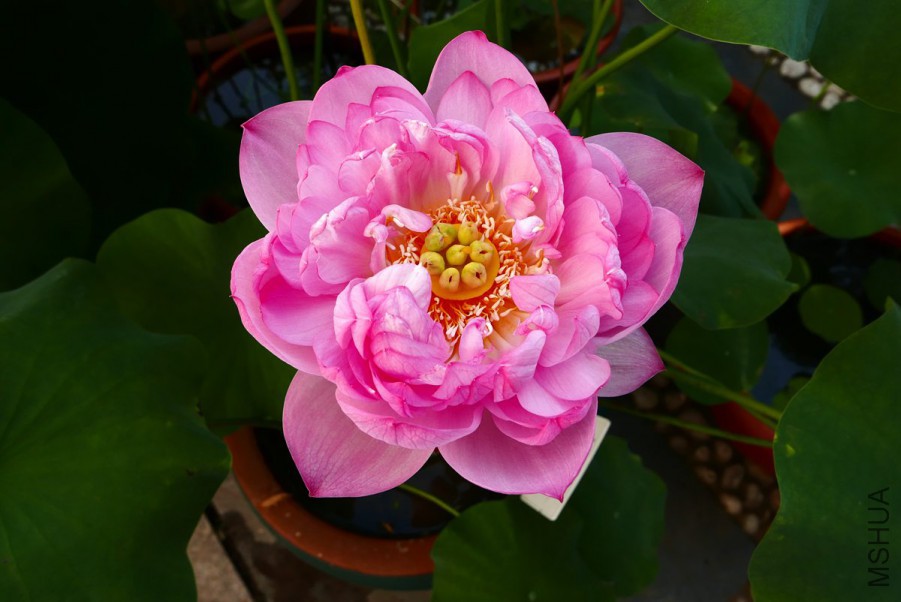 L1150514 15-08-02.jpg