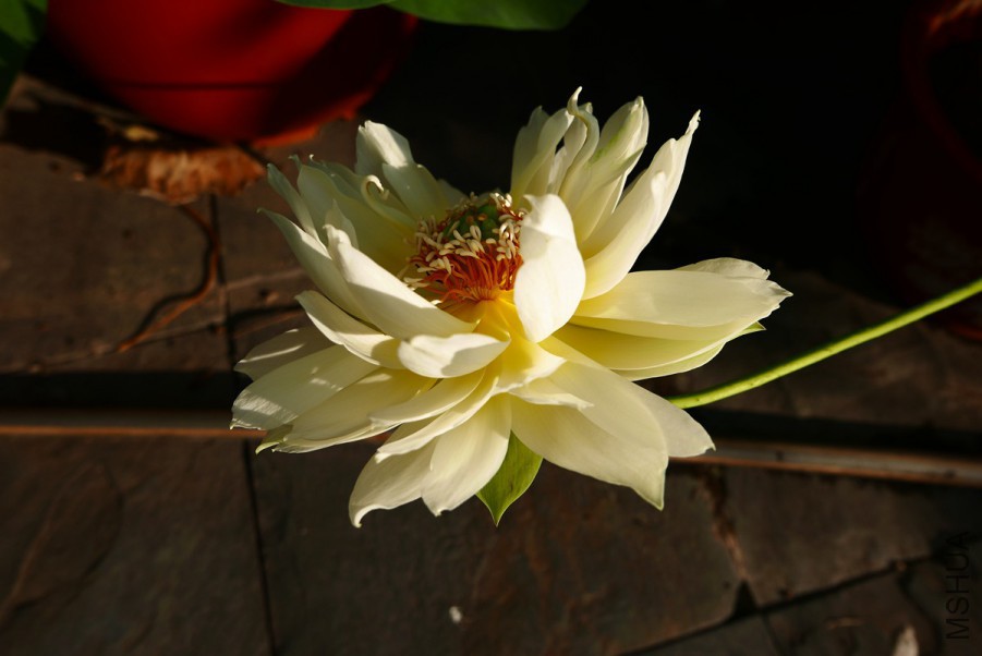 L1140371 15-07-30.jpg