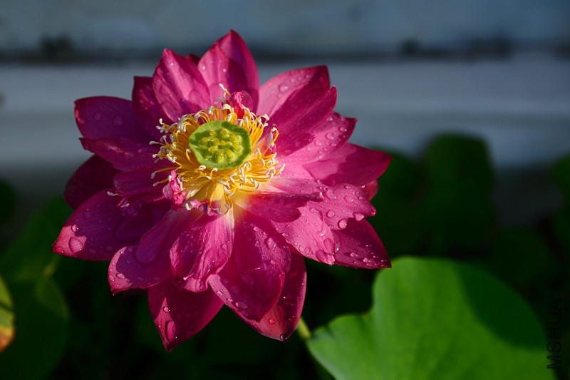 DSC_5681.jpg