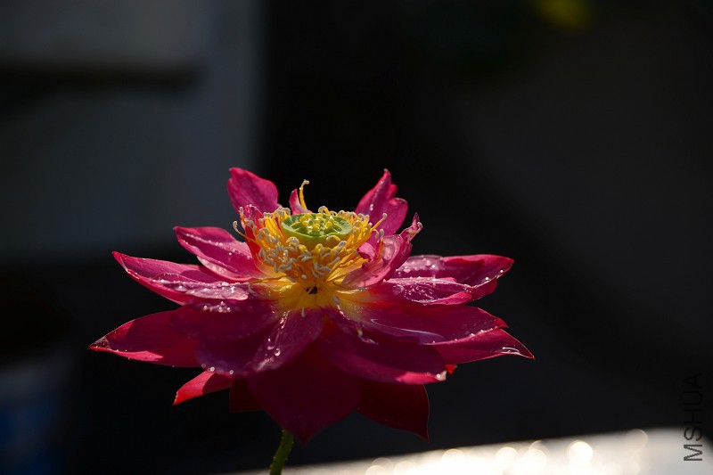 DSC_5684.jpg