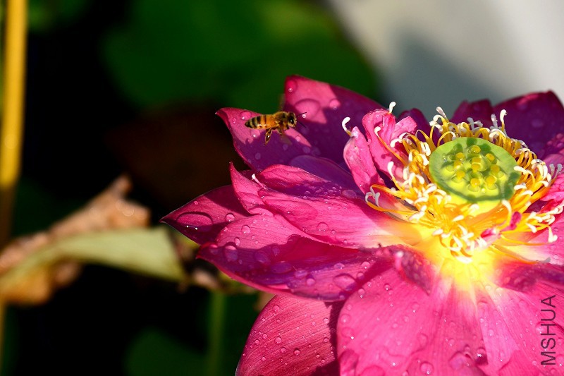 DSC_5680.jpg