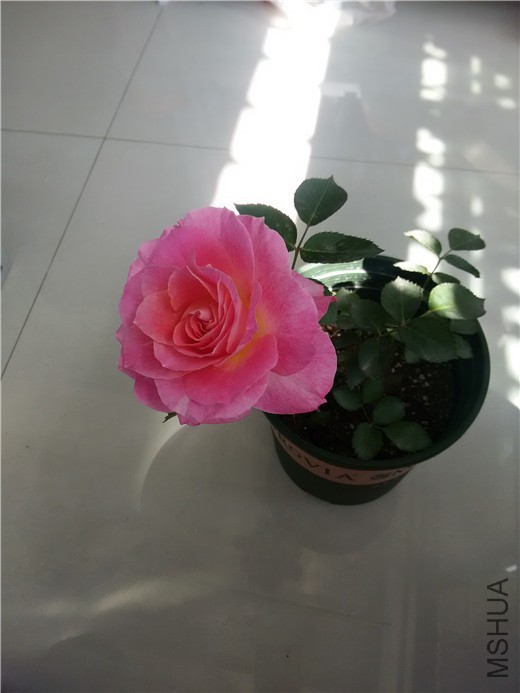 IMG_20150415_095441.jpg