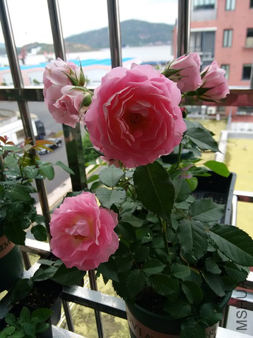 IMG_20150618_110302.jpg