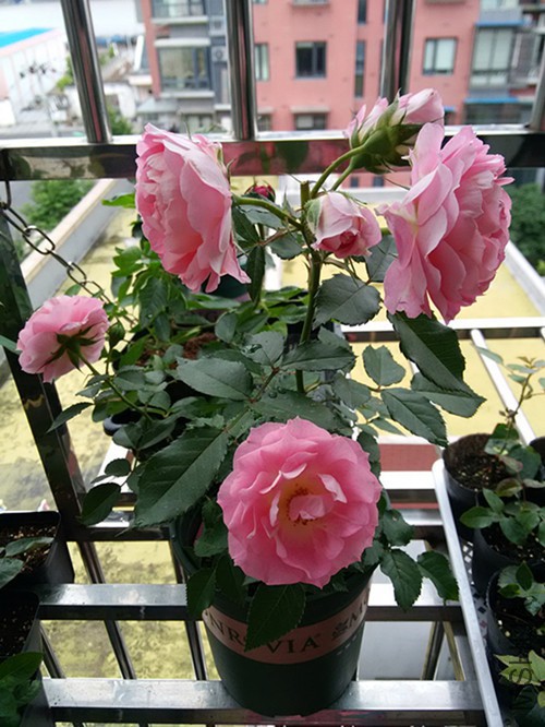 IMG_20150618_110323.jpg